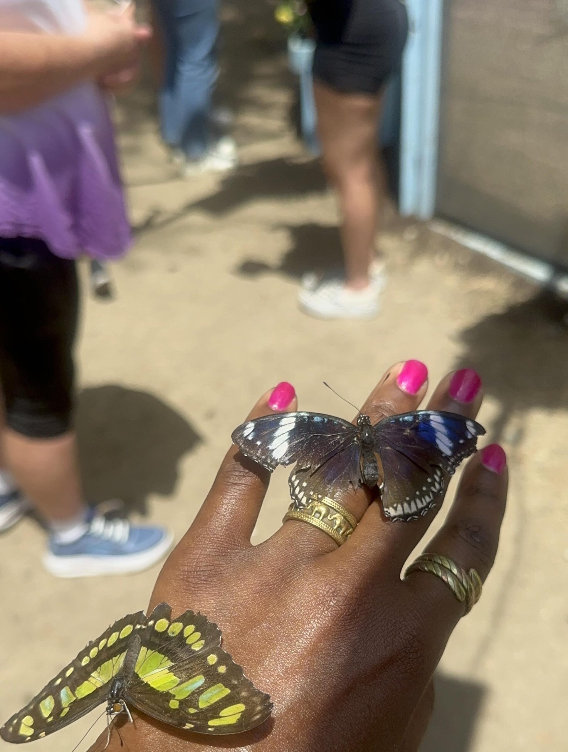 An image of two colorful butterflies laying on a hand.