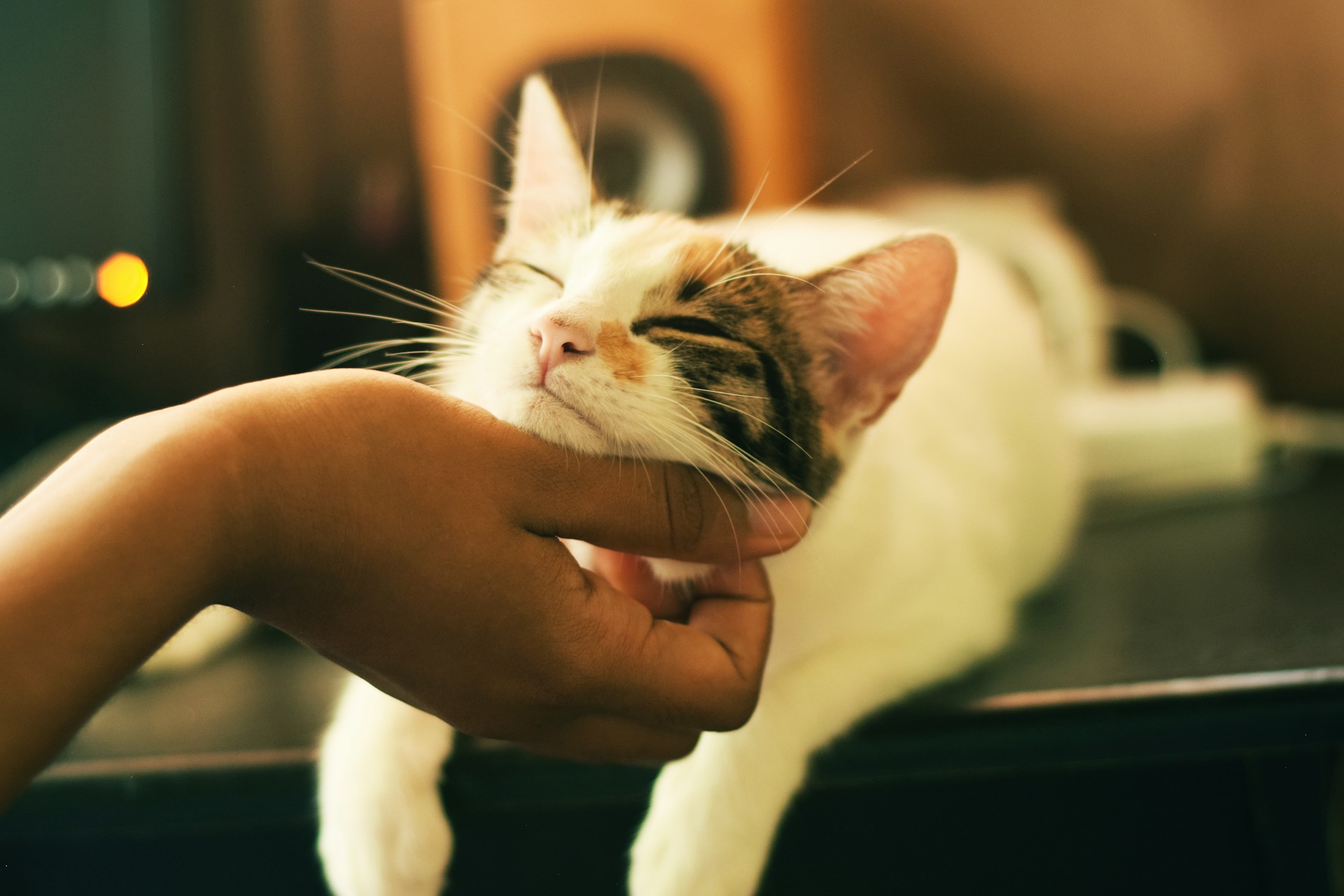 An image of a person rubbing a cat's chin.