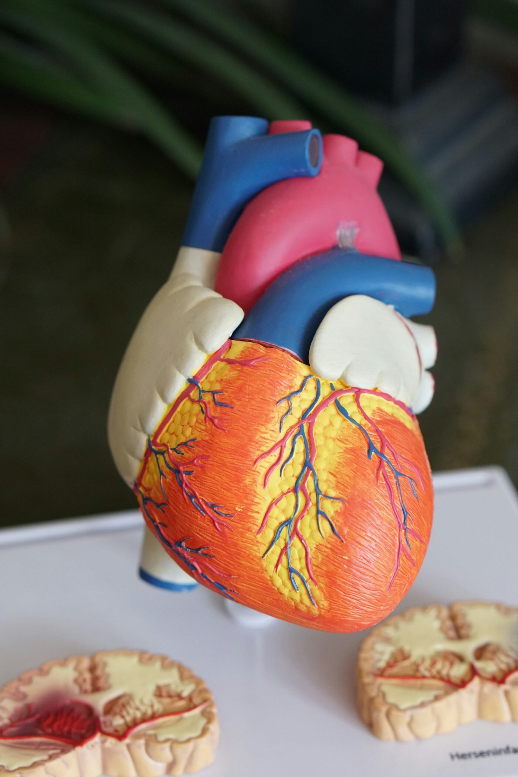An image of a model of a human heart.