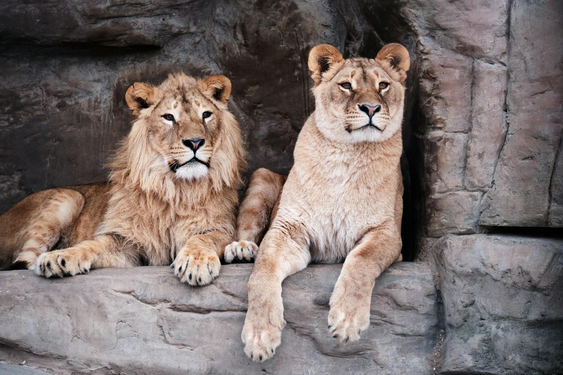 An image of two lions at the zoo.