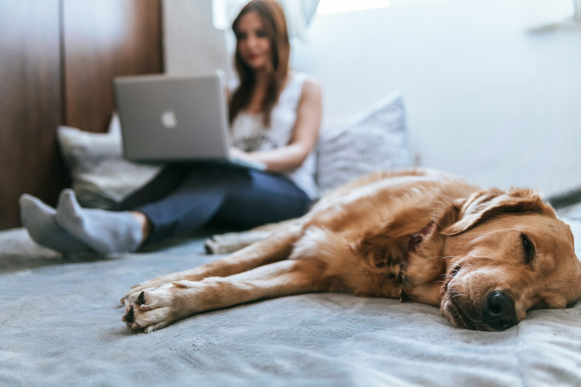 An image of a woman on a bed on her laptop with a do next to her.