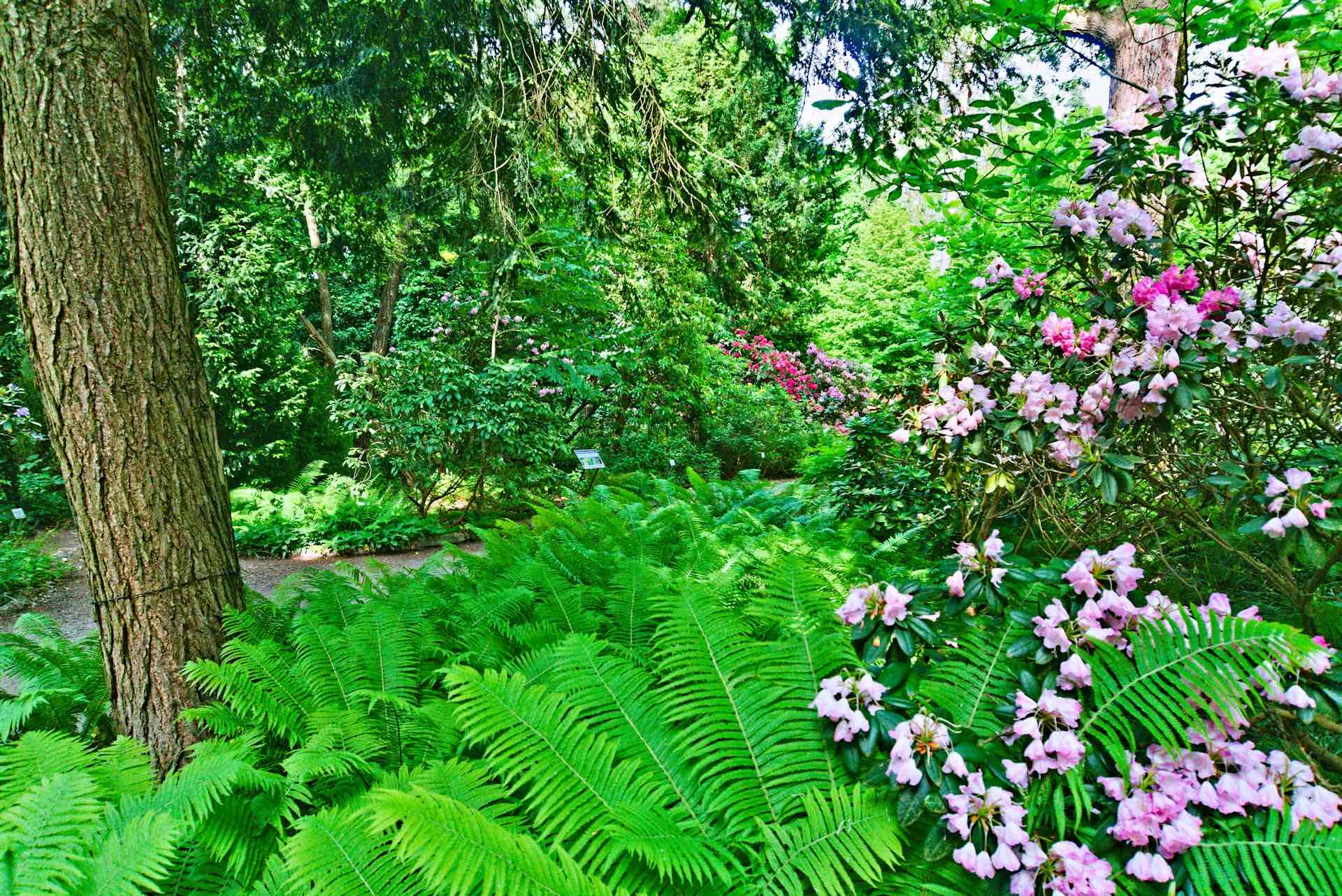 An image of a botanical garden.