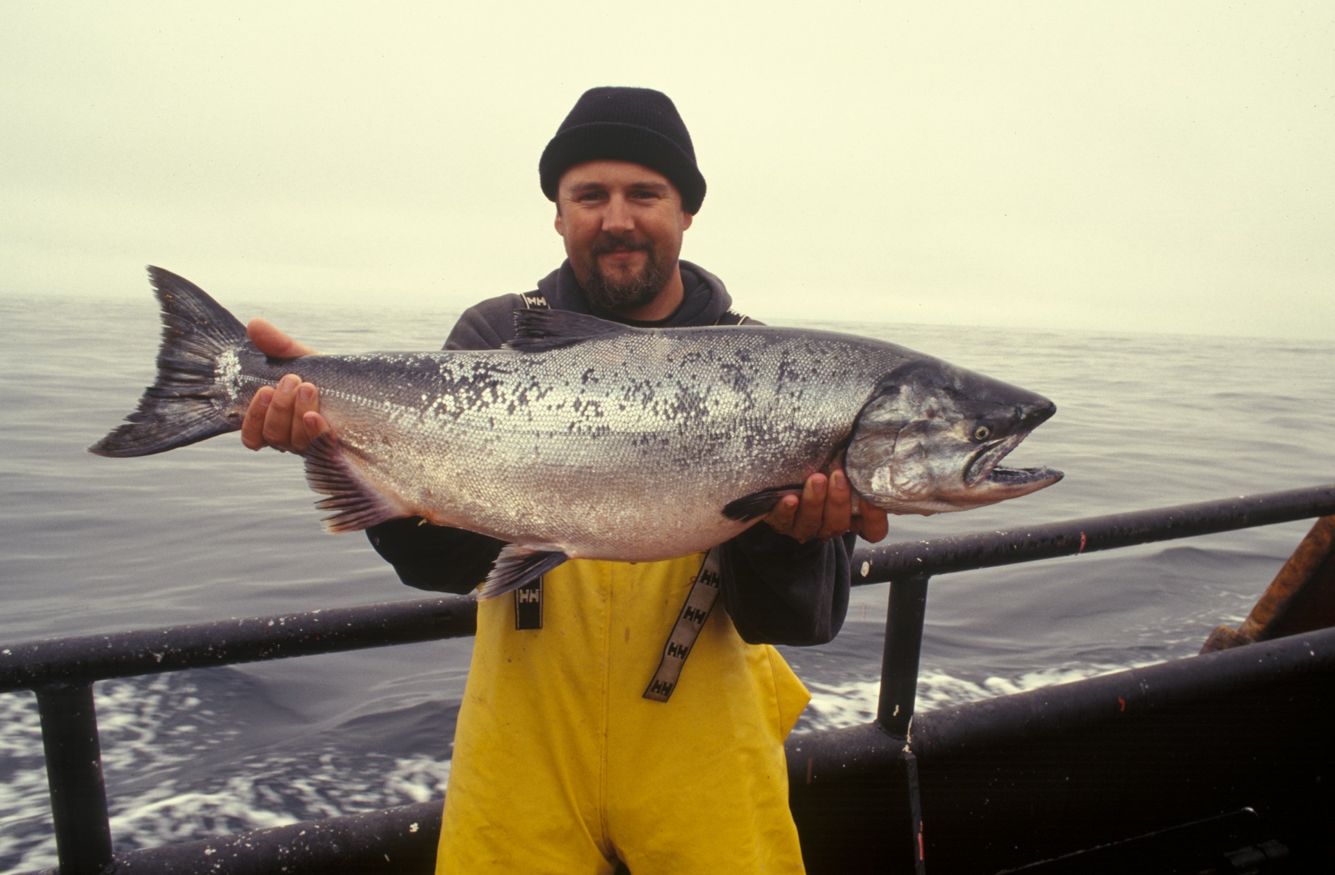 An image of a fisherman holding a live salmon.