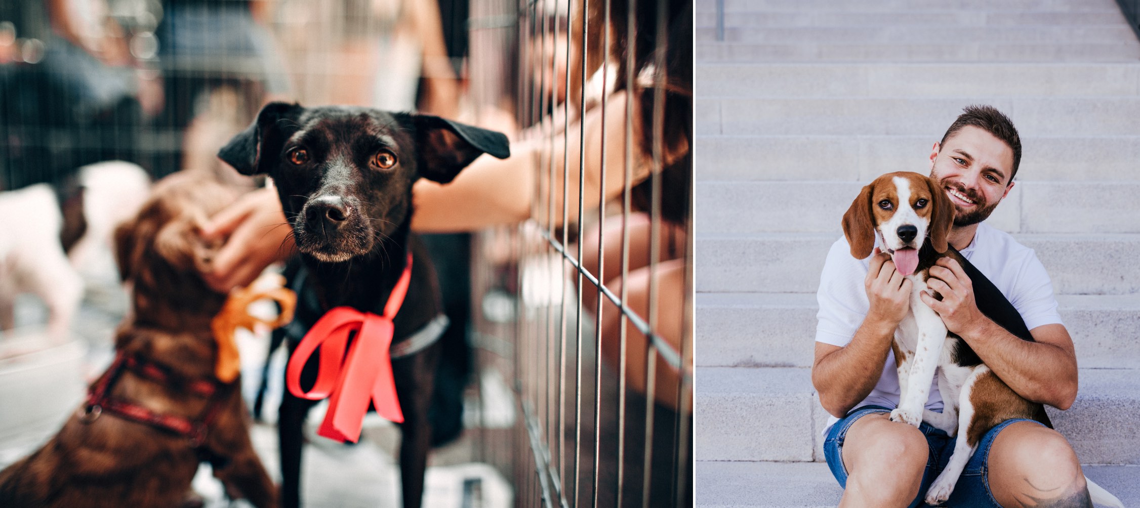 Scaling Compassion: The Impact of Digital Innovation on Animal Welfare at the Grassroots Level