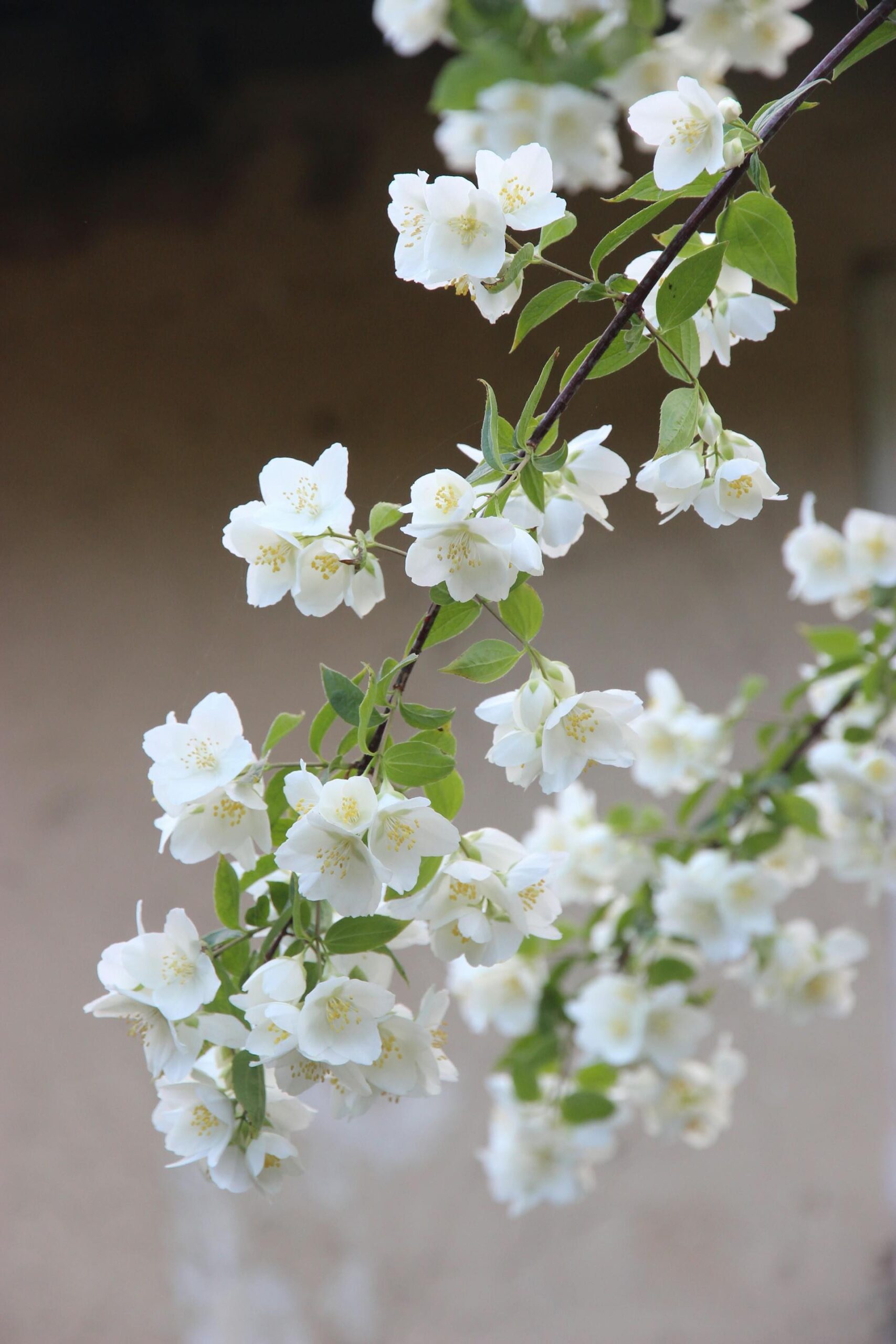 An image of fresh jasmine flowers.