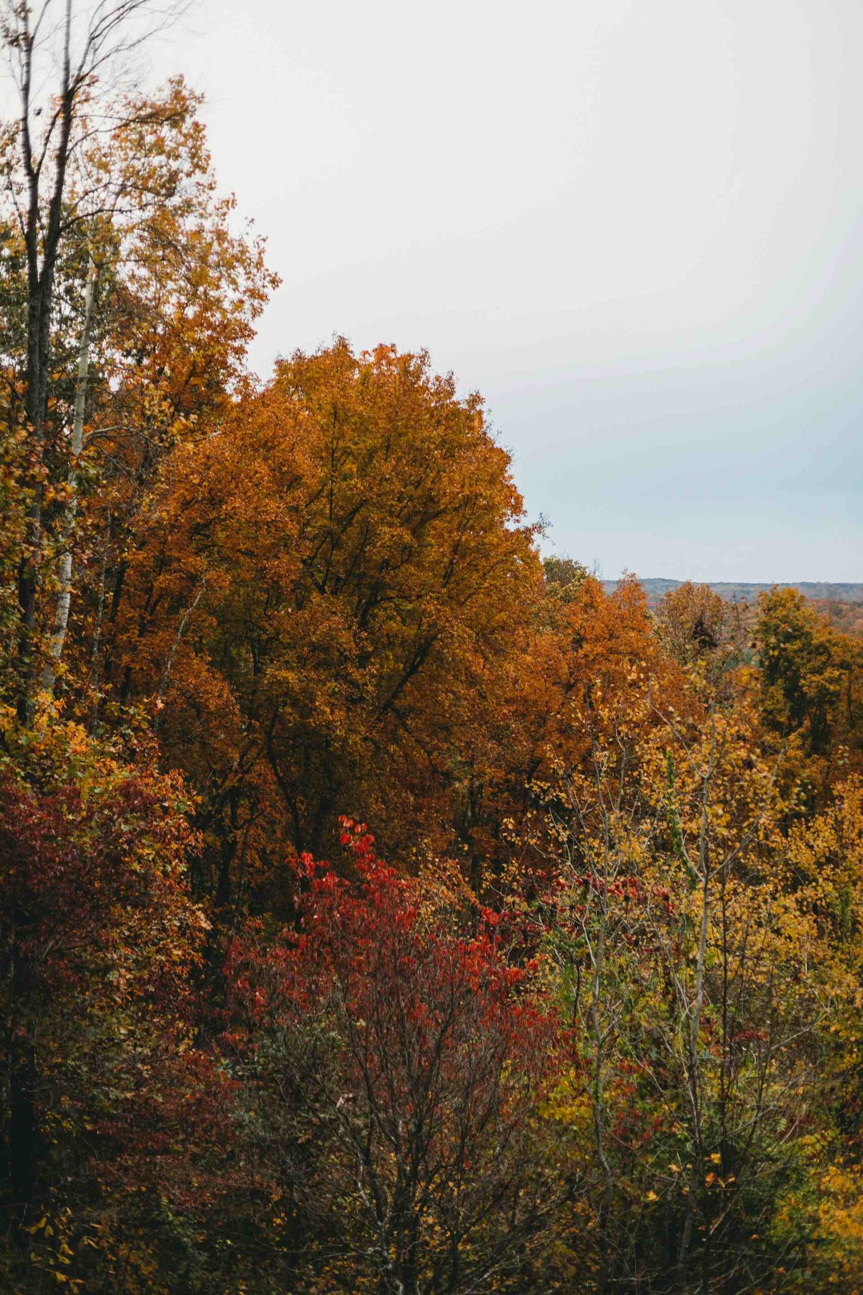 An image of trees at a CA state park.