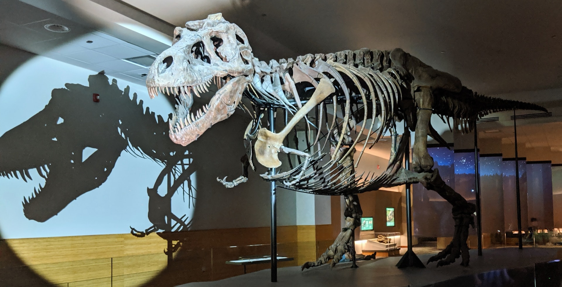 An image of a TRex fossils at a museum.