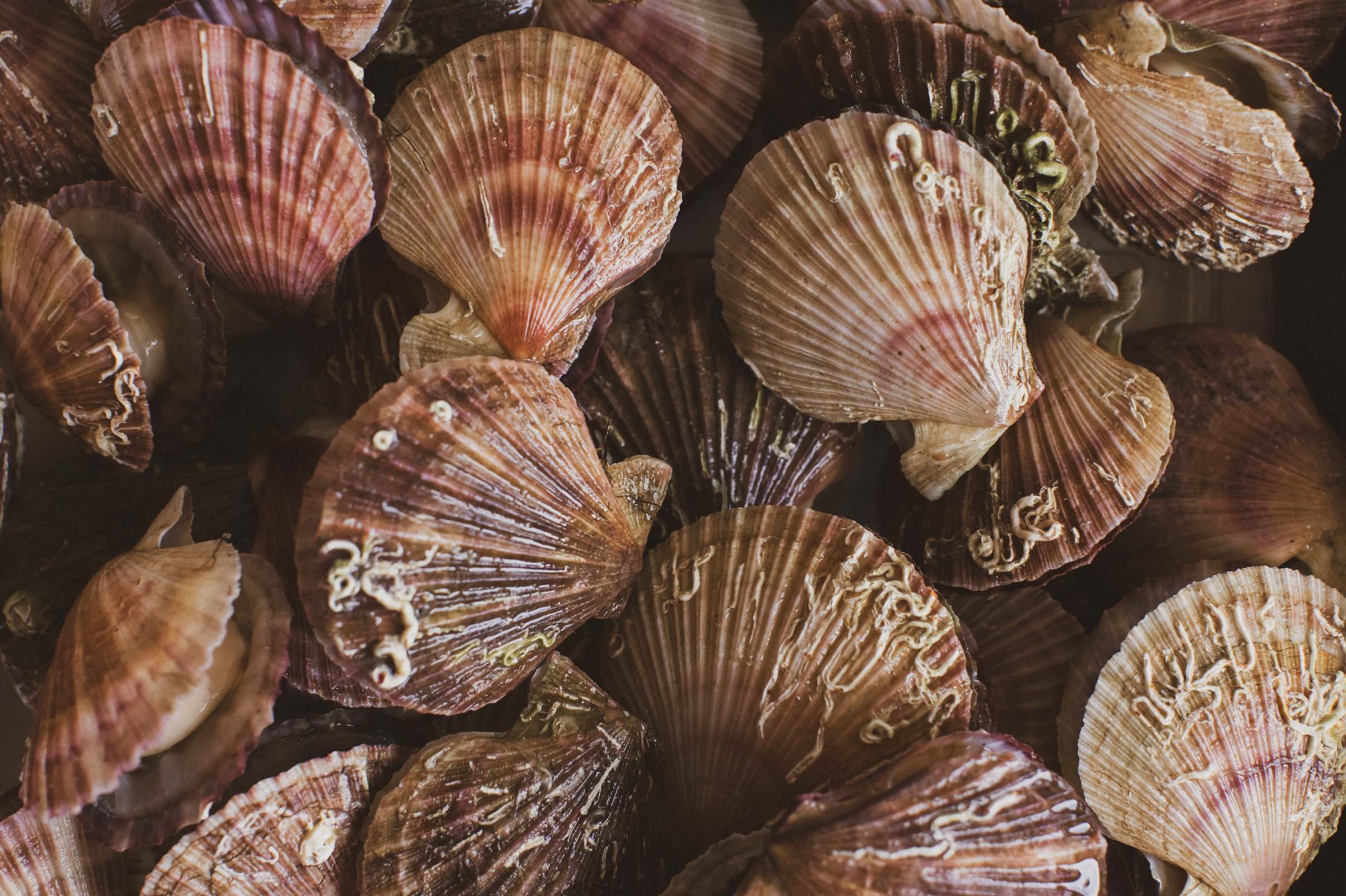 An mage of colorful clam shells.