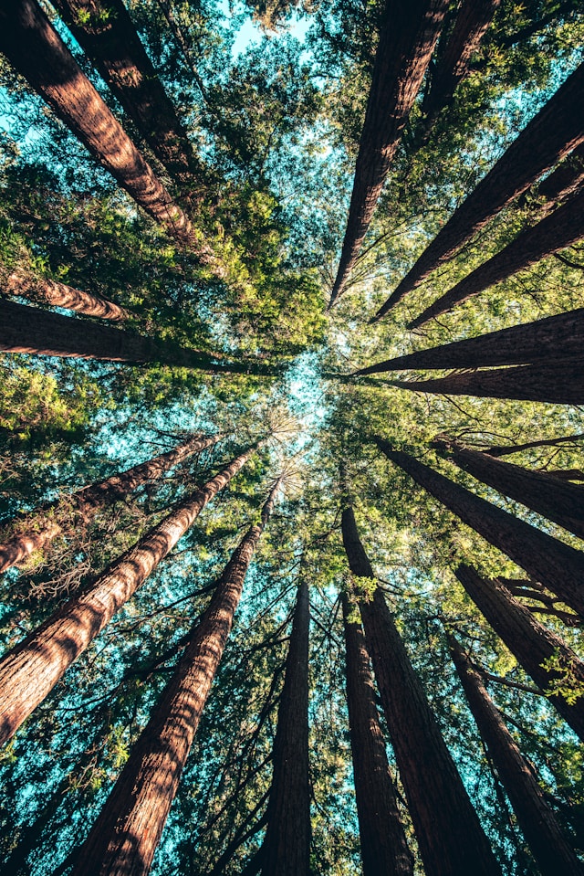 An image of tall trees from the ground up.