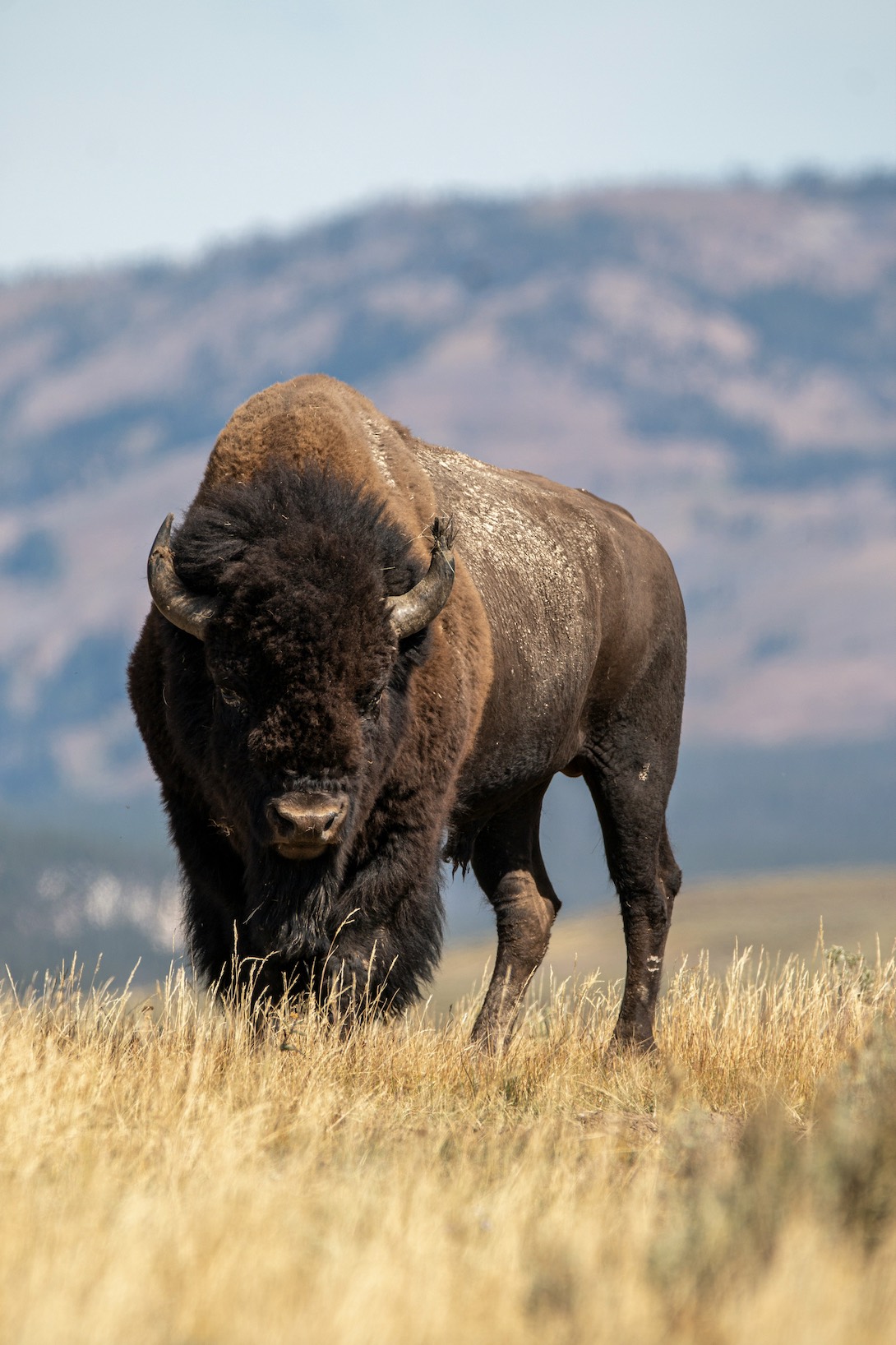 An image of a bison at Yellowstone National Park.