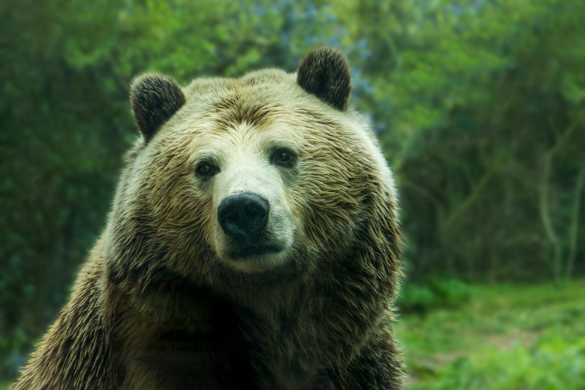 An image of a bear.