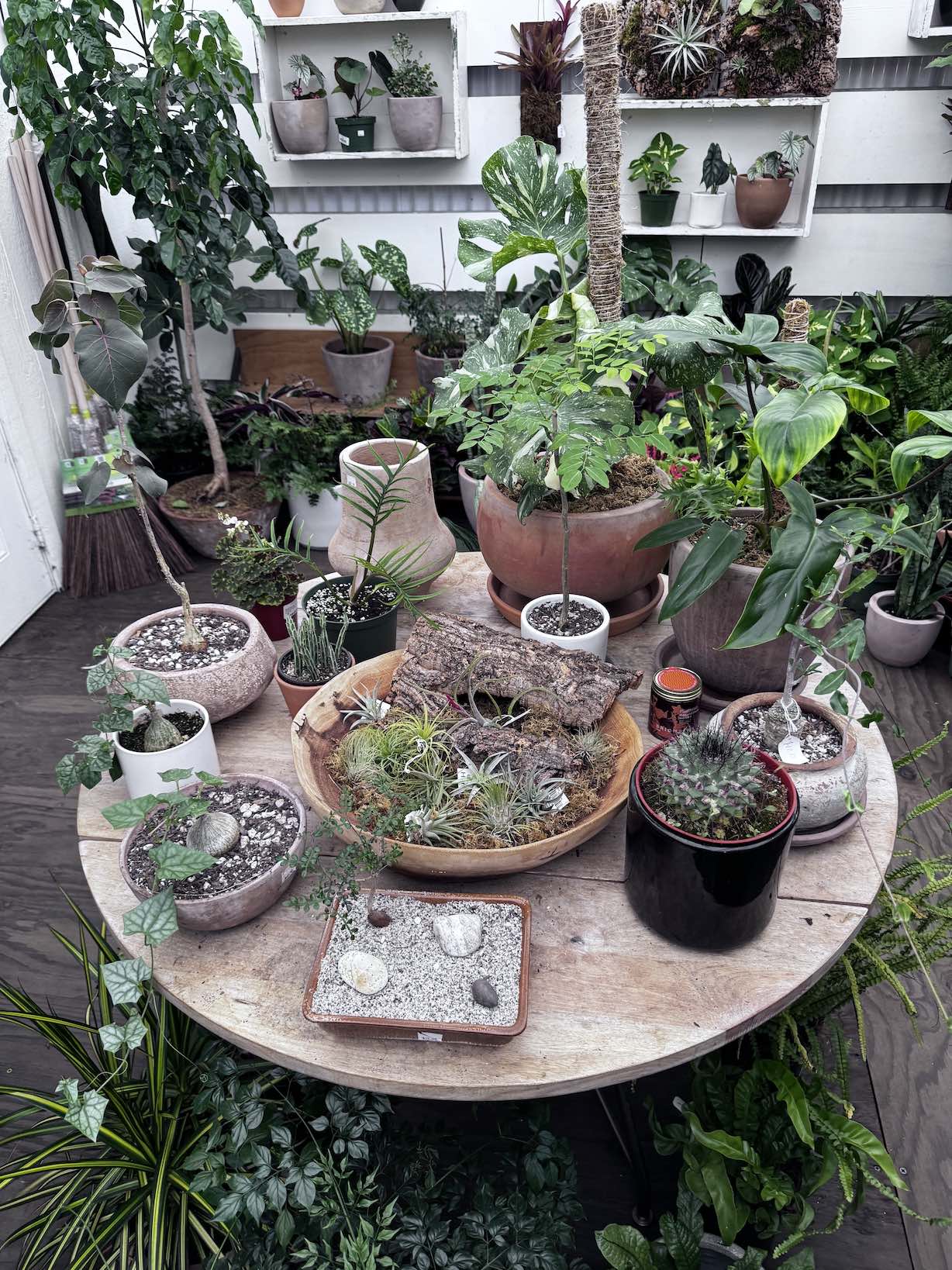 An image of the selection of exotic plants at Monarch Nursery.
