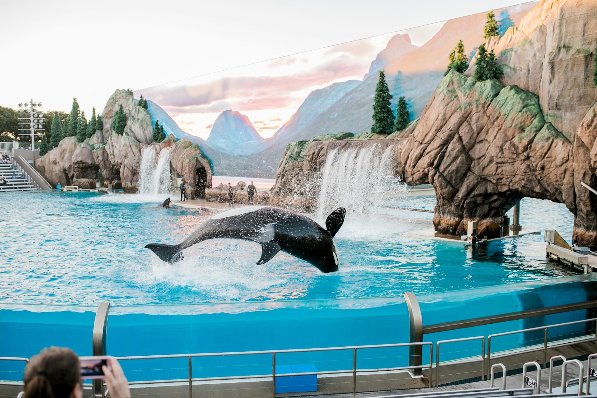 AN image of an Orca show at an aquarium.