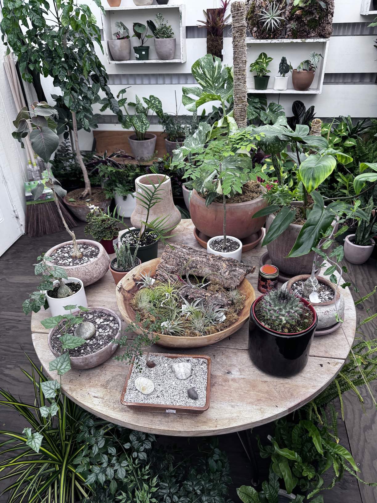 An image of the plants and flowers at Monarch Nursery.