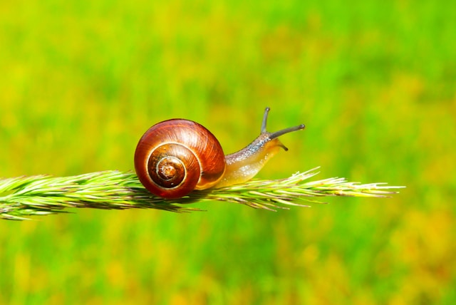 An image of a snail representing  COSRX Snail Mucin cream - the best moisturizer for glowing skin.